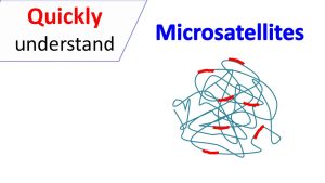 What are microsatellites